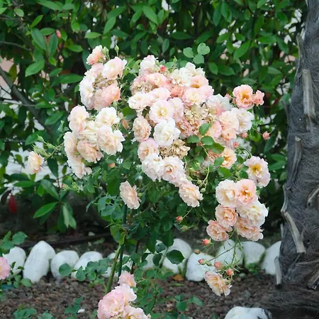 La Coccinella 4* 이에시