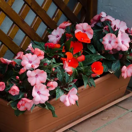 La Coccinella Bed & Breakfast 4*